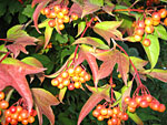 Leaves